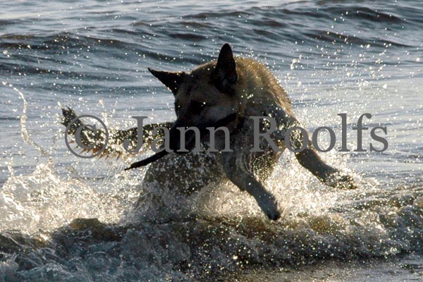 Hund